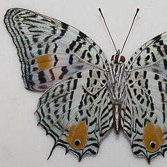 from ventral