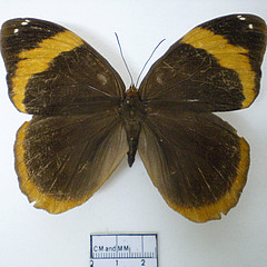 catoblepia berecynthia female dorsal