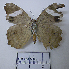 ectima thecla ventral
