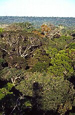 View on top of the rainforest