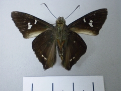 chrysoplectrum perniciosus chrysoplectrum perniciosus