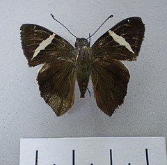 Autochton longipennis dorsal