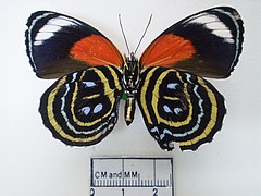 callicore excelsior (arirambae) ventral