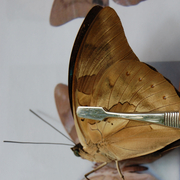 Archaeoprepona demophon Archaeoprepona demophon