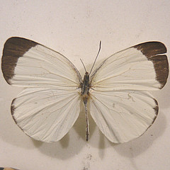 eurema albula dorsal