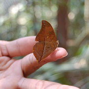 Zaretis isidora