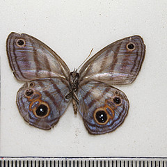 magneuptychia tricolor female ventral