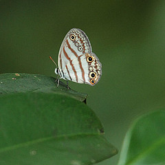 euptychia mollina_iranduba