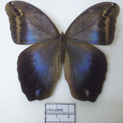 Eryphanis automedon Eryphanis automedon