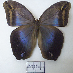 eryphanis automedon dorsal