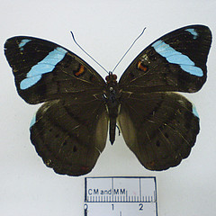 nessaea obrinus female