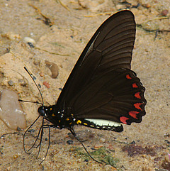 Battus crassus on ground