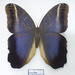 caligo euphorbus famale dorsal