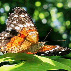 anartia amathea_bosque