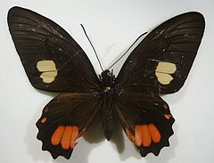 parides sesostris