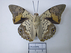 laertes male ventral