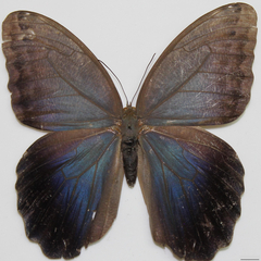 caligo eurilochus dorsal