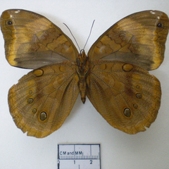catoblepia berecynthia ventral