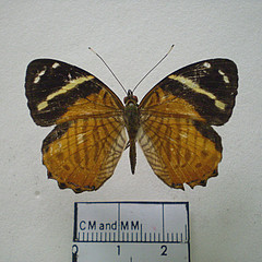 tigridia acesta dorsal