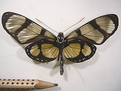 methona confusa ventral