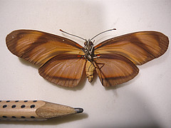 eueides lybia ventral