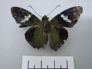 Astraptes apastus