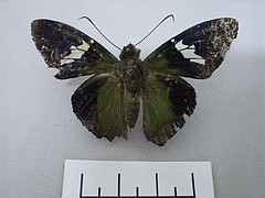 Astraptes apastus dorsal