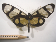 Methona confusa