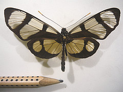 methona confusa dorsal