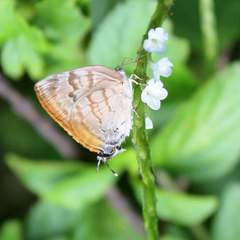 rekoa palegon_bosque da ciencia