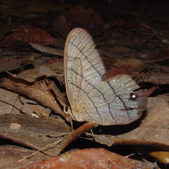 pierella lamia nature