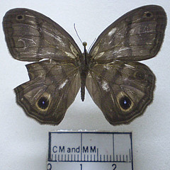 cissia terrestris dorsal