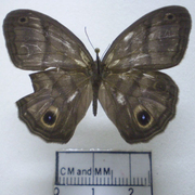 Cissia terrestris
