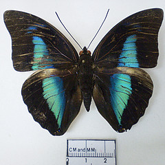 Archaeoprepona amphimachus  dorsal