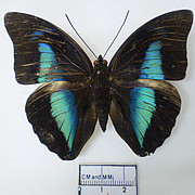 Archaeoprepona amphimachus Archaeoprepona amphimachus