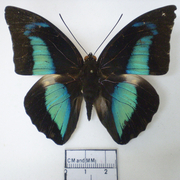 Archaeoprepona meander