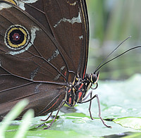 Morpho