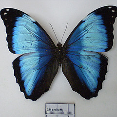 morpho deidamia dorsal