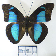 Prepona pheridamas