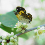Calospila (rever grafia)sp.