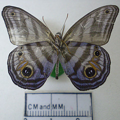 chloreuptychia chlorimene ventral