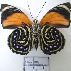 agrias amydon male ventral