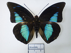 Archaeoprepona demophoon dorsal