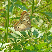 Anartia jatrophae