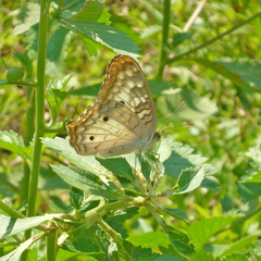 anartia jatrophe bosque