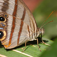 Satyrinae