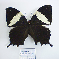 hypna clytemnestra dorsal