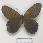 Pierella astyoche