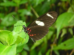 heliconius sara nature