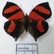 Siderone galanthis